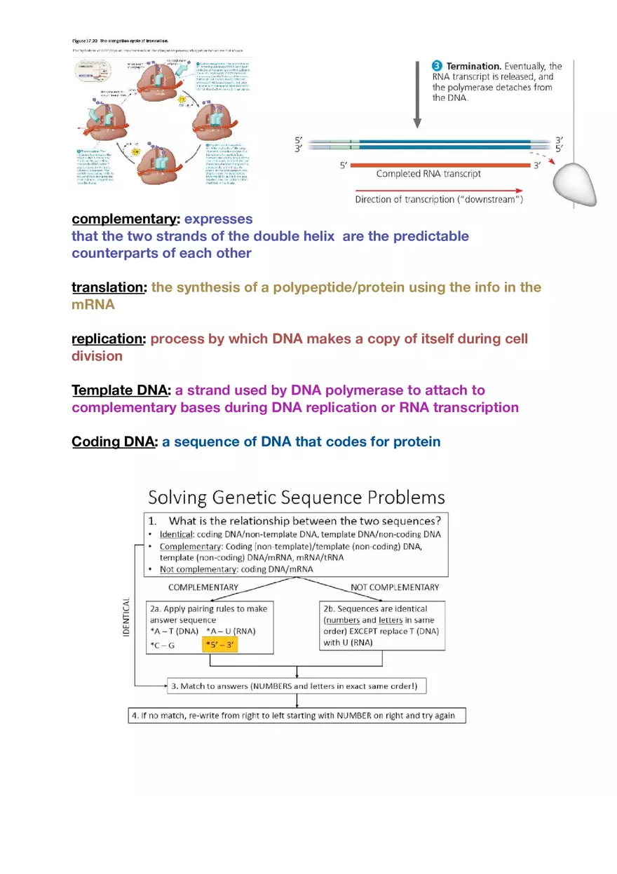 Amino Acids, Peptide Bonds and Protein Structure Study Guide 2 - Page 5