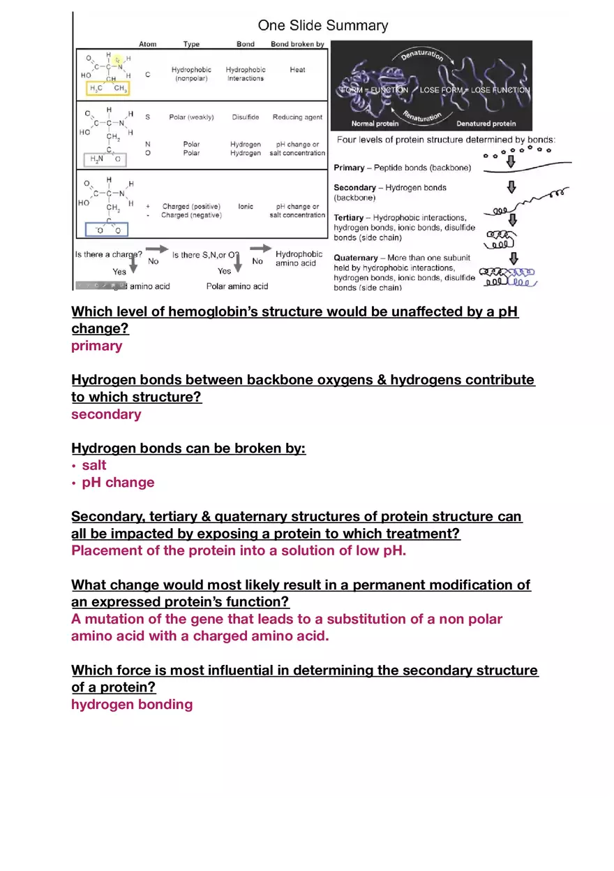 Amino Acids, Peptide Bonds and Protein Structure Study Guide 1 - Page 8