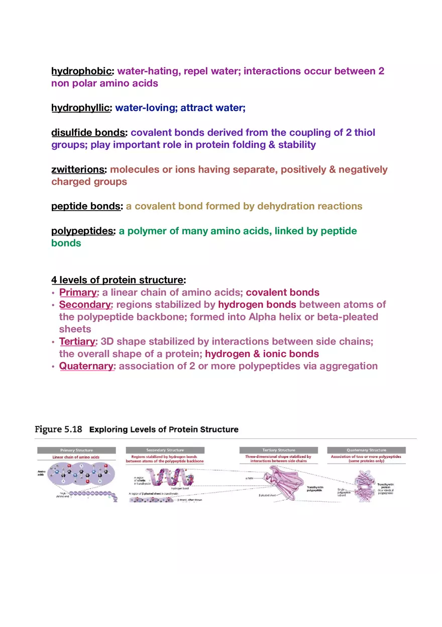 Amino Acids, Peptide Bonds and Protein Structure Study Guide 1 - Page 5