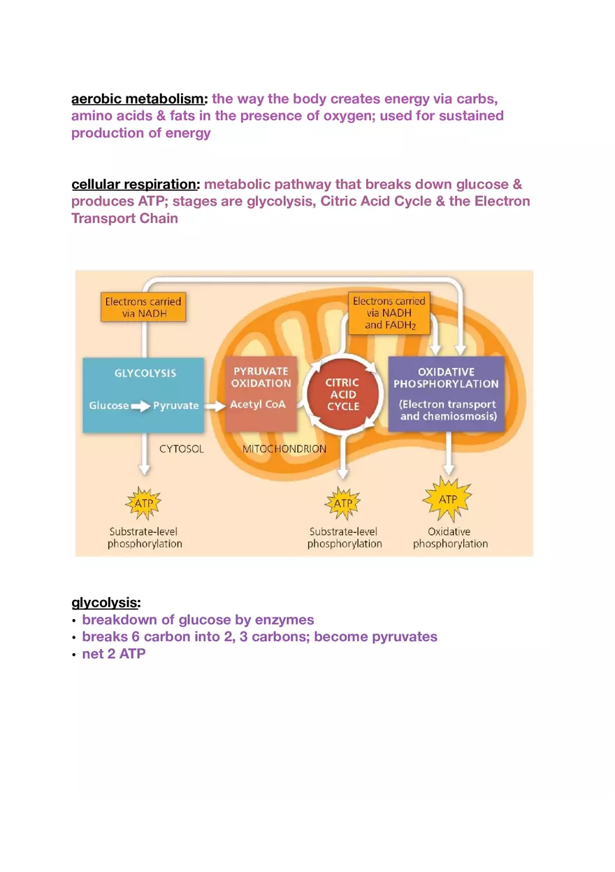 Amino Acids, Peptide Bonds and Protein Structure Study Guide 4 - Page 3