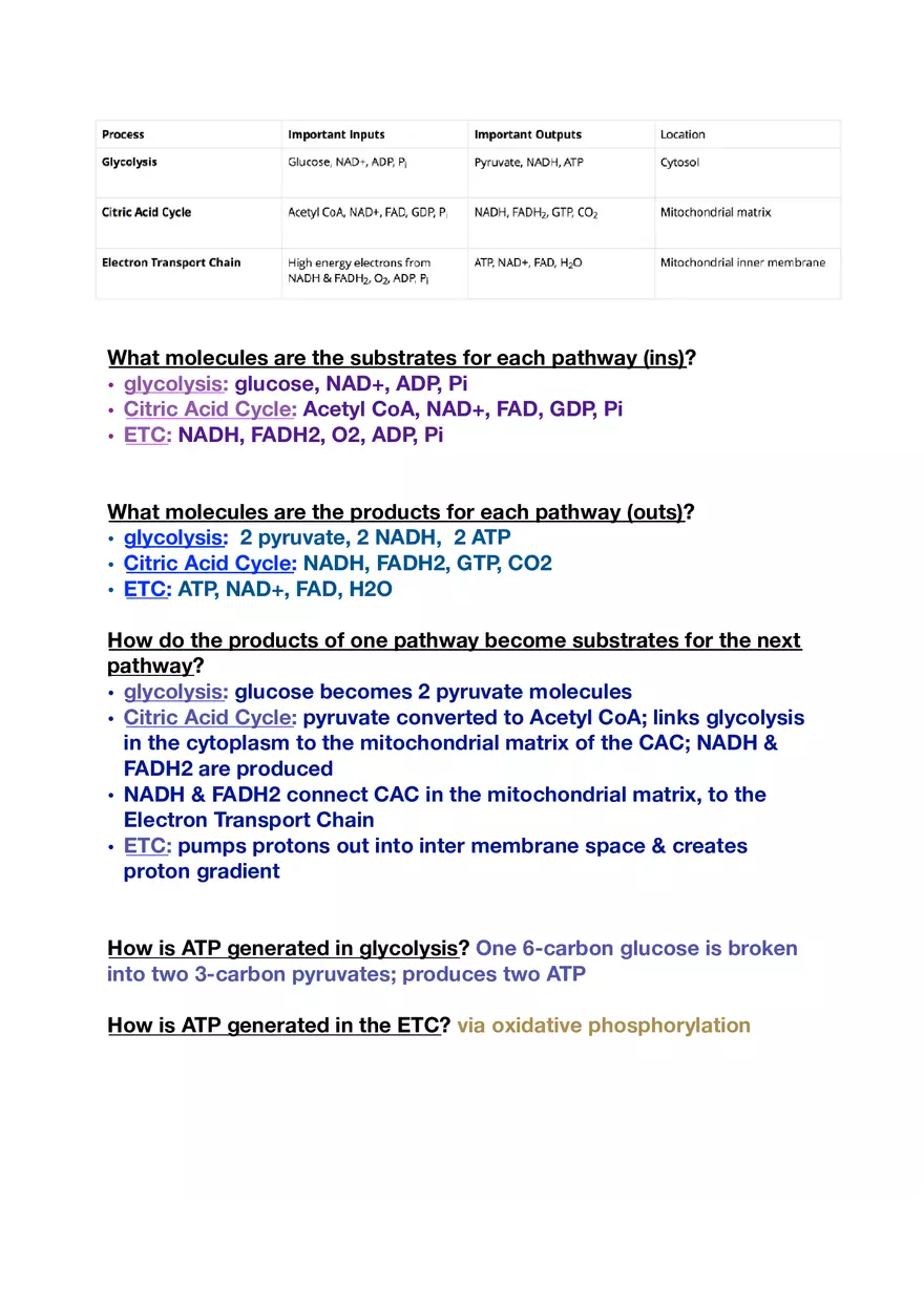 Amino Acids, Peptide Bonds and Protein Structure Study Guide 4 - Page 5