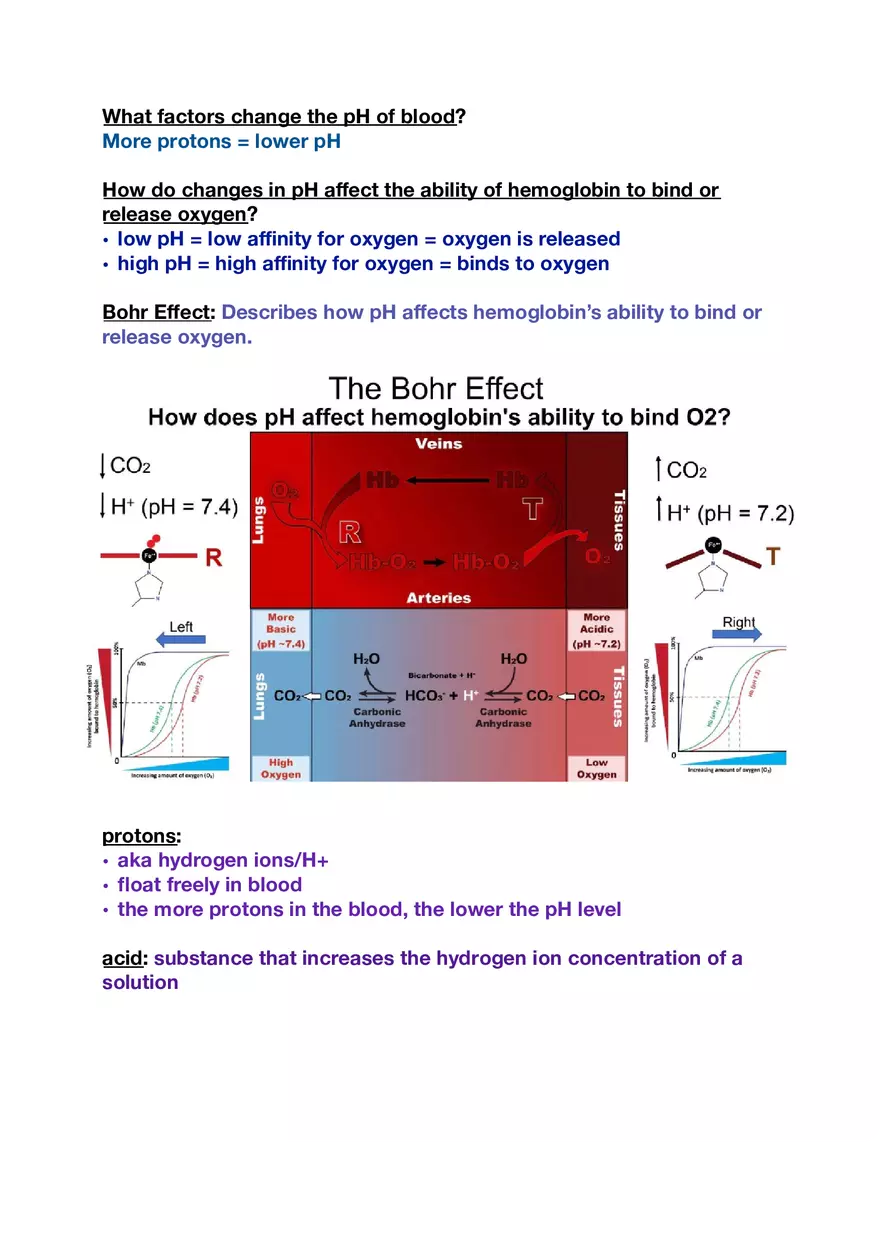 Amino Acids, Peptide Bonds and Protein Structure Study Guide 3 - Page 7