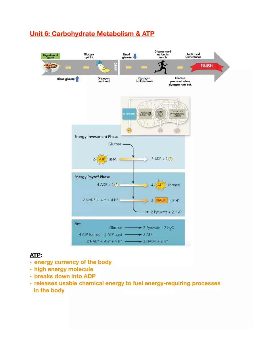 Amino Acids, Peptide Bonds and Protein Structure Study Guide 3 - Page 9