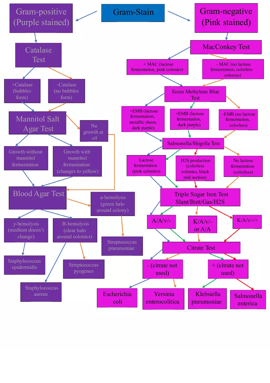 Flow Chart Microbiology Gram-negative - Page 1
