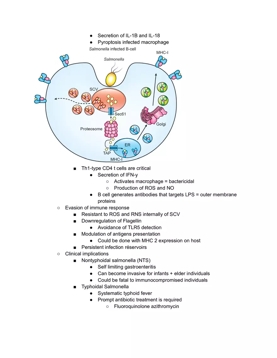 Salmonella Macrophage - Page 2