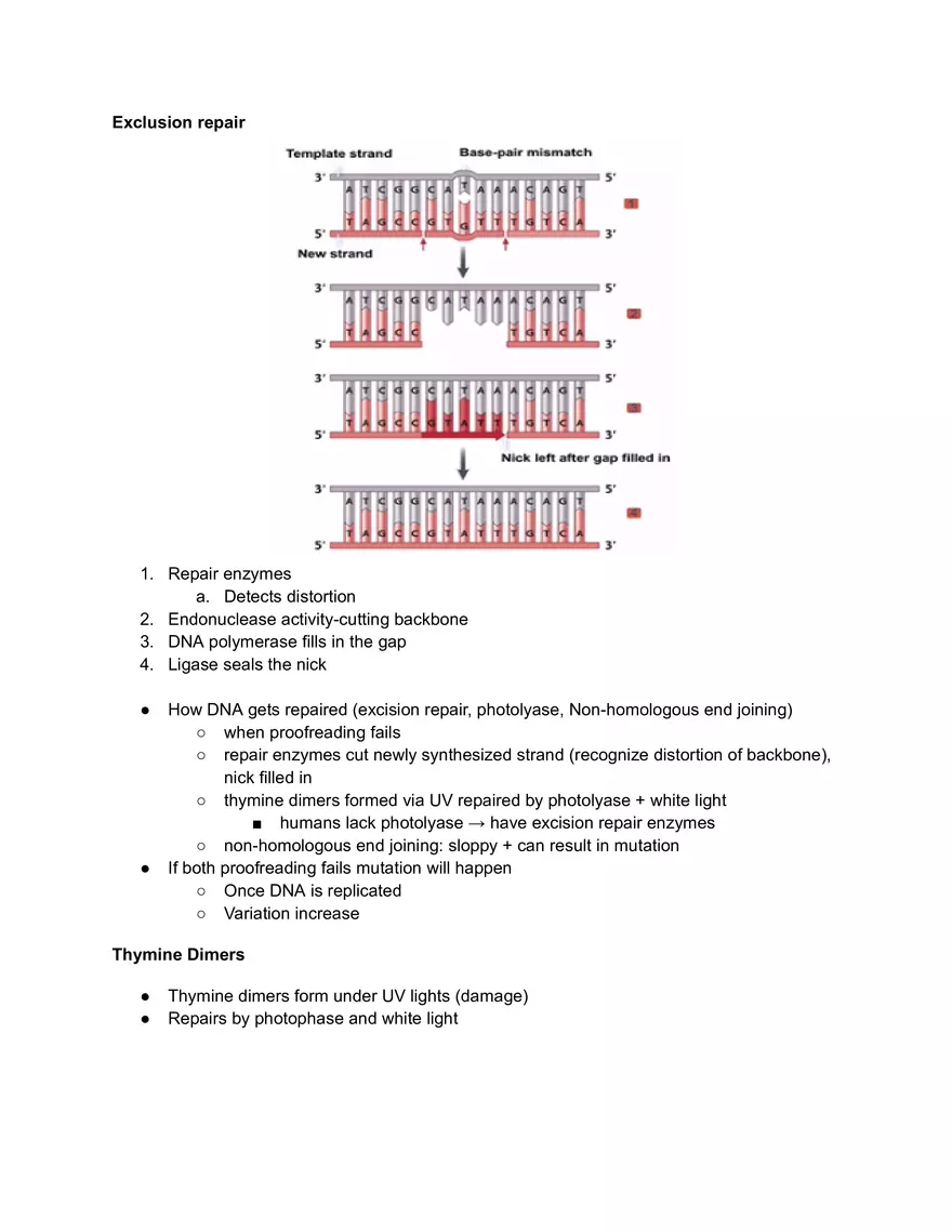Sources of DNA Damage - Page 2