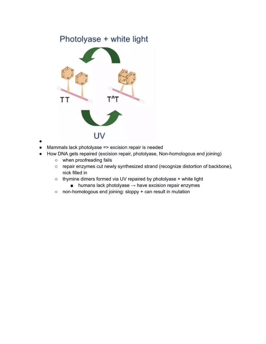 Sources of DNA Damage - Page 3