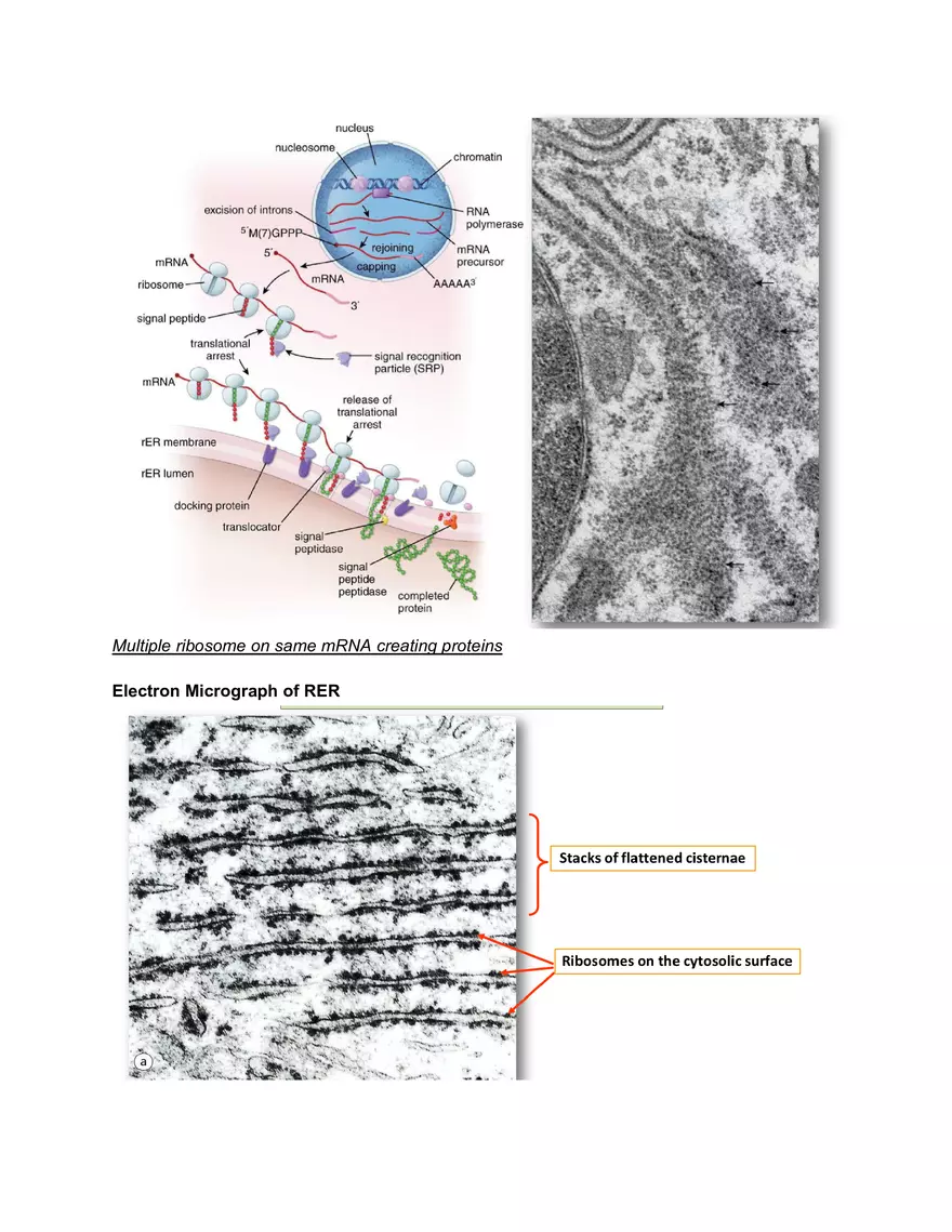 Midterm Prep Plasma Membrane Proteins - Page 7