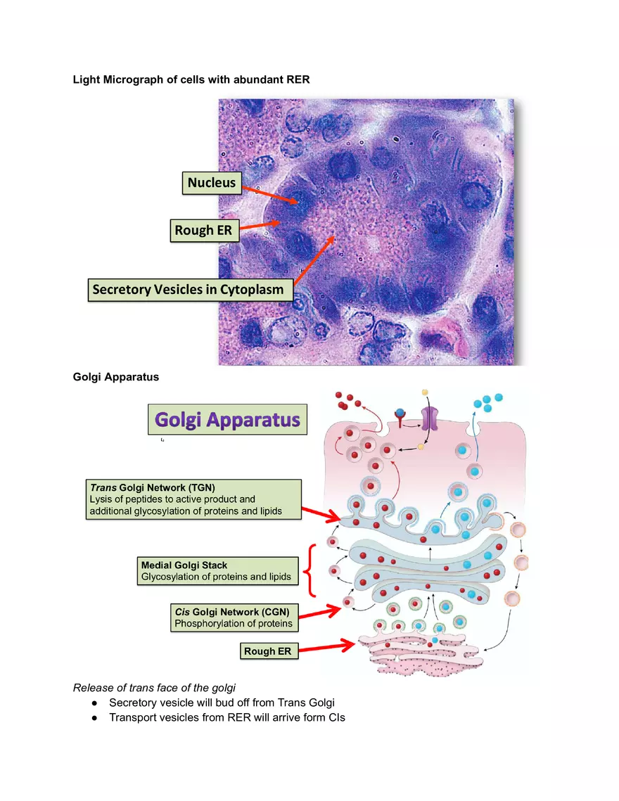 Midterm Prep Plasma Membrane Proteins - Page 8