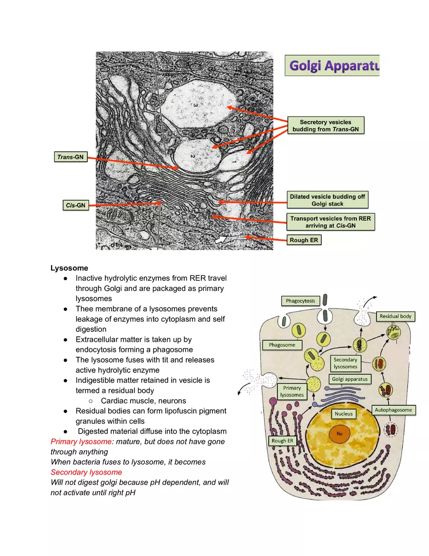 Midterm Prep Plasma Membrane Proteins - Page 9