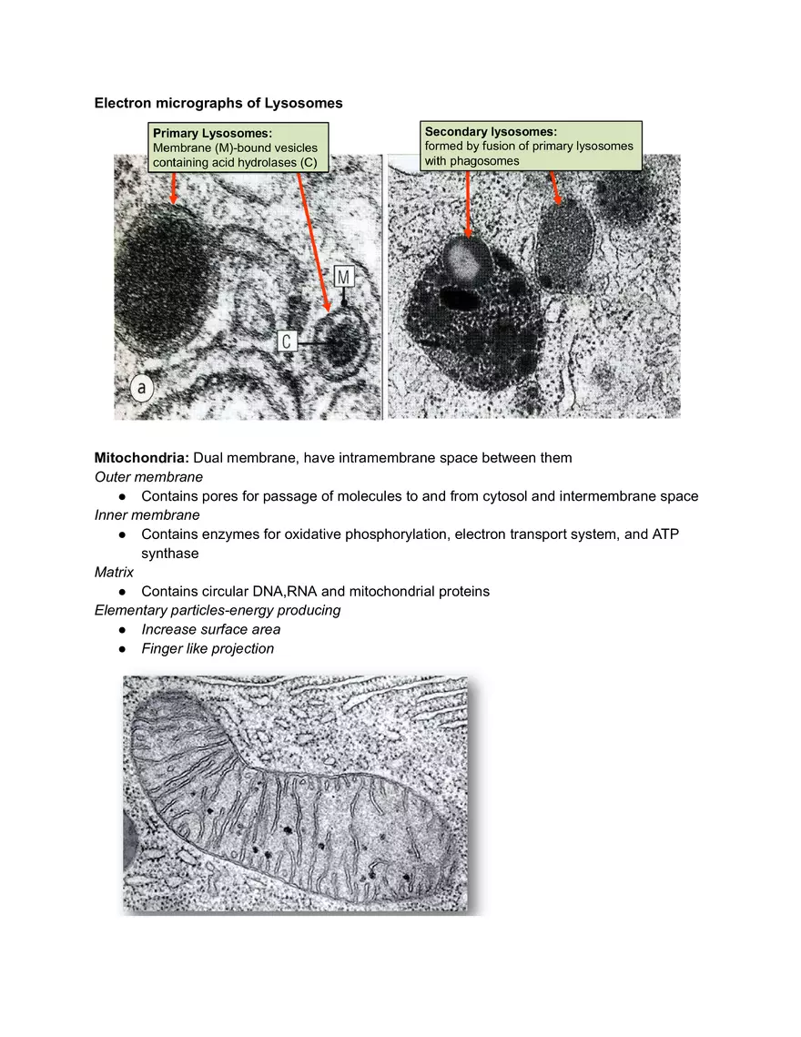 Midterm Prep Plasma Membrane Proteins - Page 10