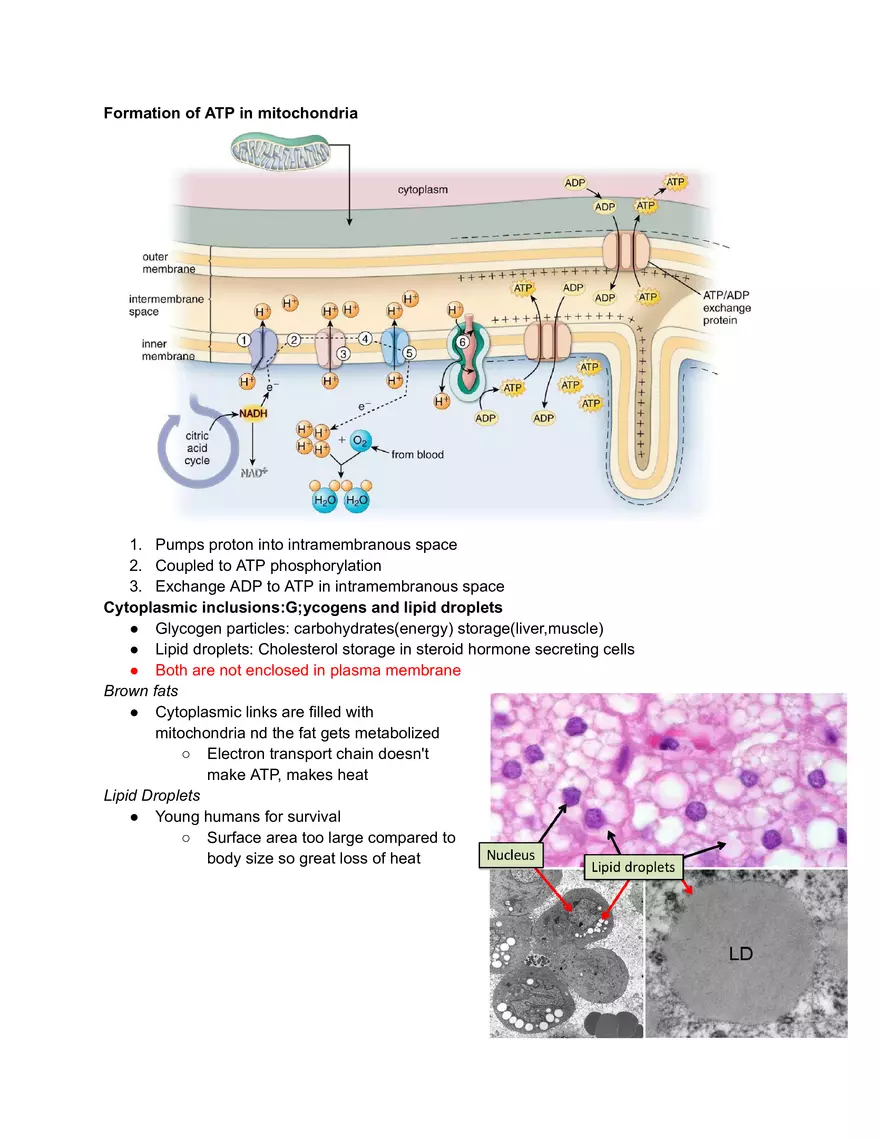 Midterm Prep Plasma Membrane Proteins - Page 11