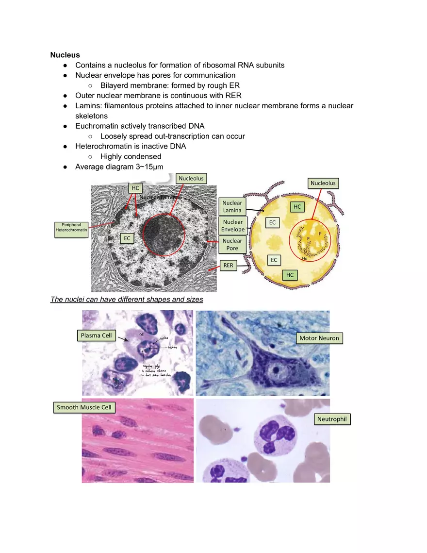 Midterm Prep Plasma Membrane Proteins - Page 13