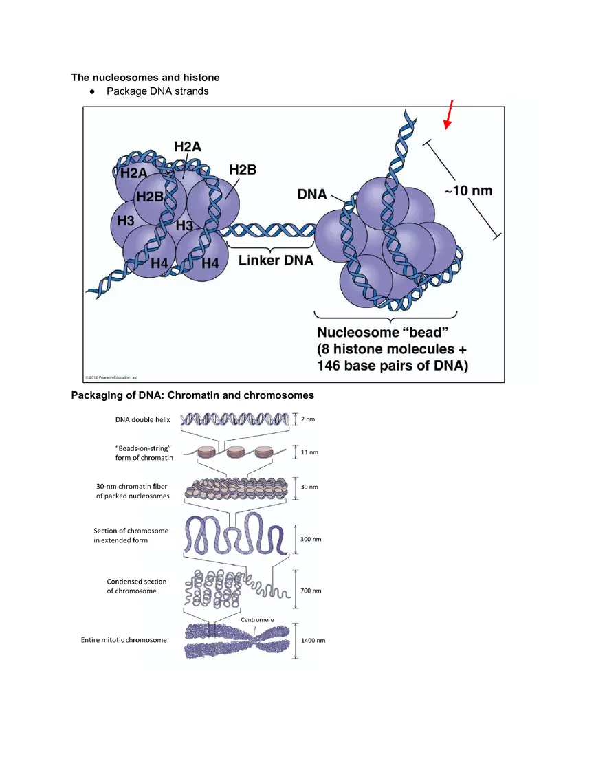 Midterm Prep Plasma Membrane Proteins - Page 14