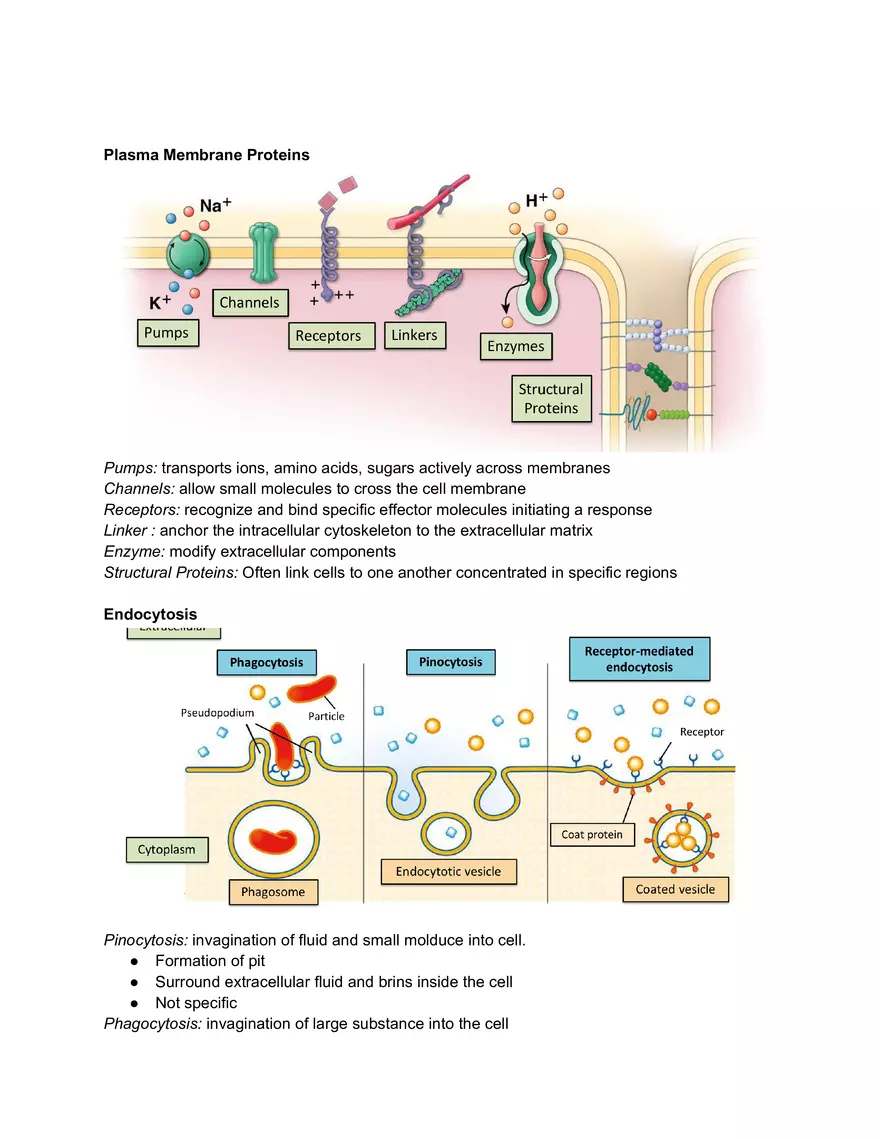 Midterm Prep Plasma Membrane Proteins - Page 1