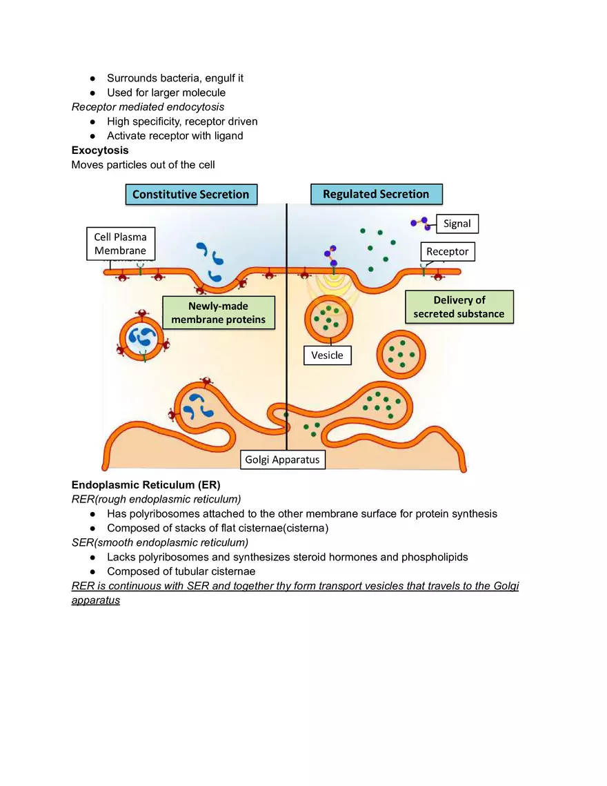Midterm Prep Plasma Membrane Proteins - Page 2
