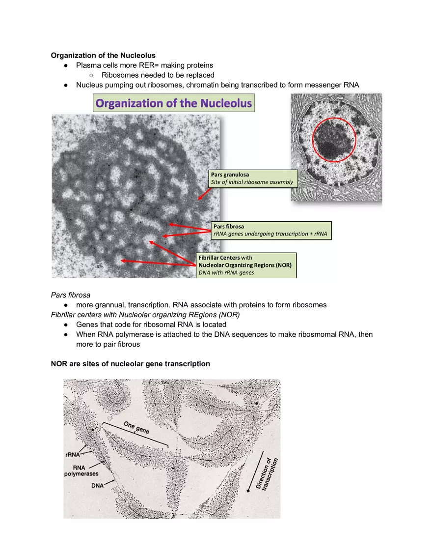 Midterm Prep Plasma Membrane Proteins - Page 3