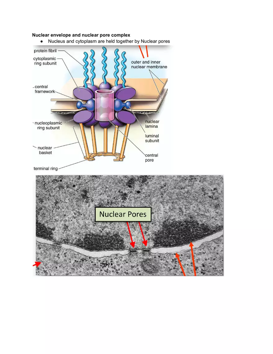 Midterm Prep Plasma Membrane Proteins - Page 4