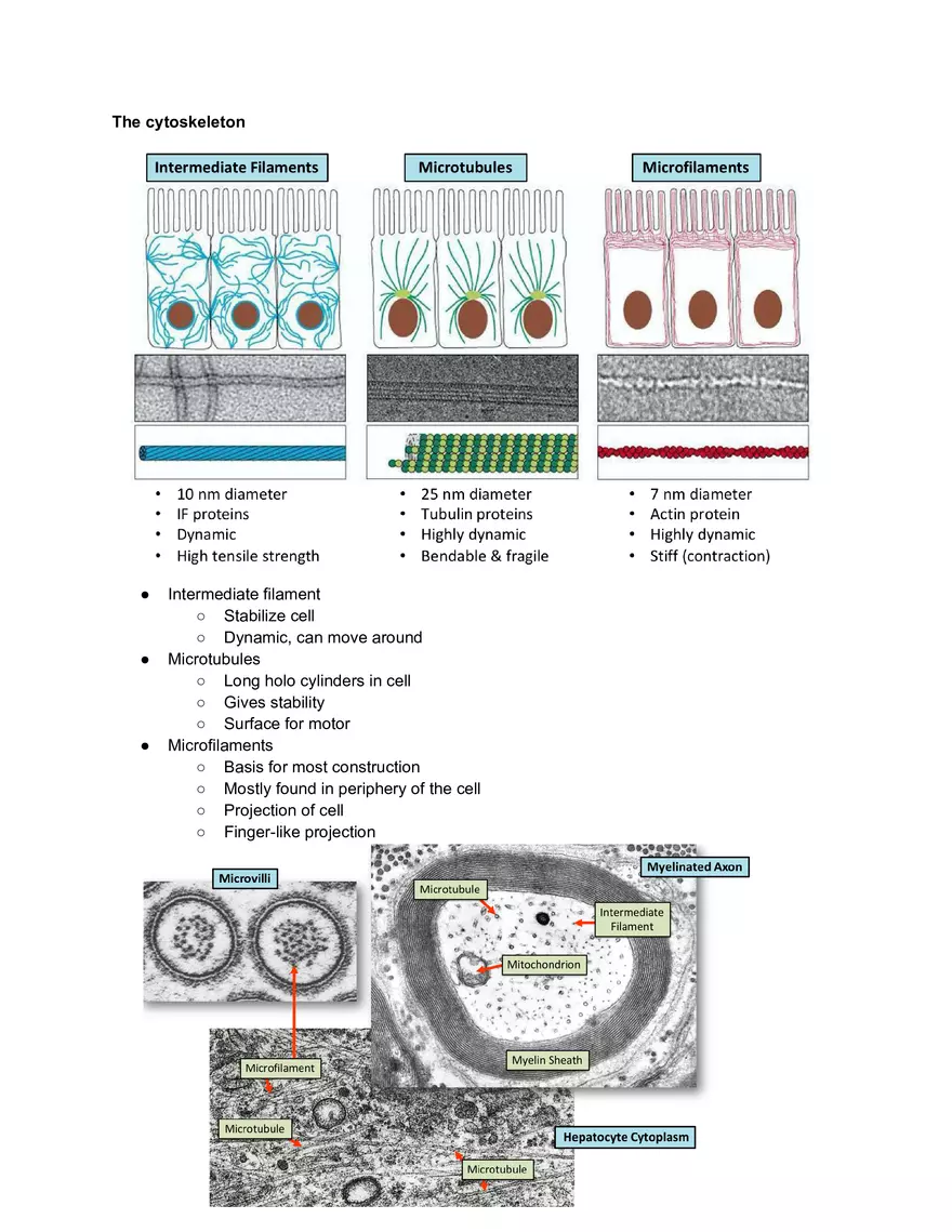 Midterm Prep Plasma Membrane Proteins - Page 5