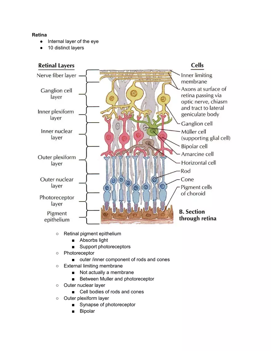 Internal Layer of the Eye - Page 1