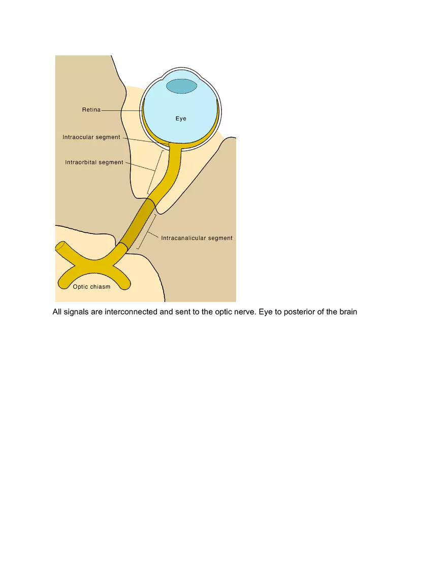 Internal Layer of the Eye - Page 3