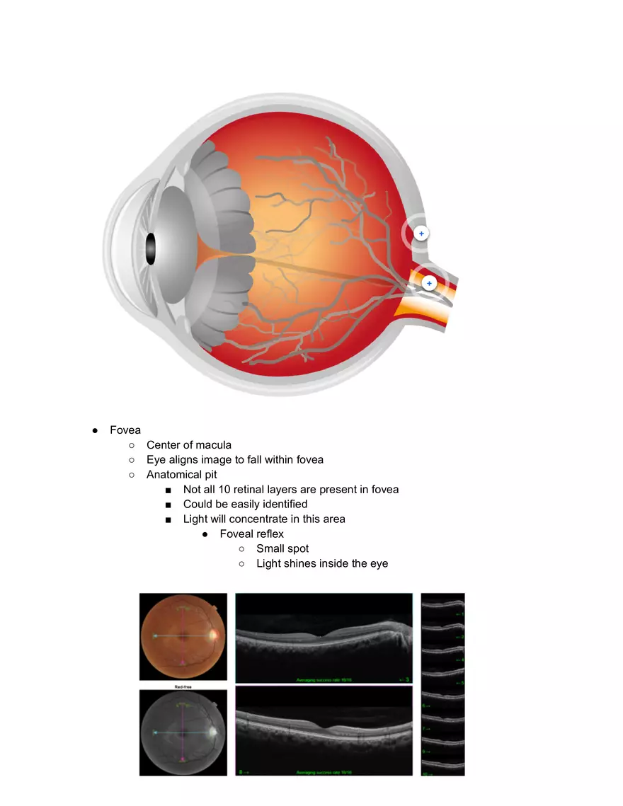 Anatomy of Retina - Page 1