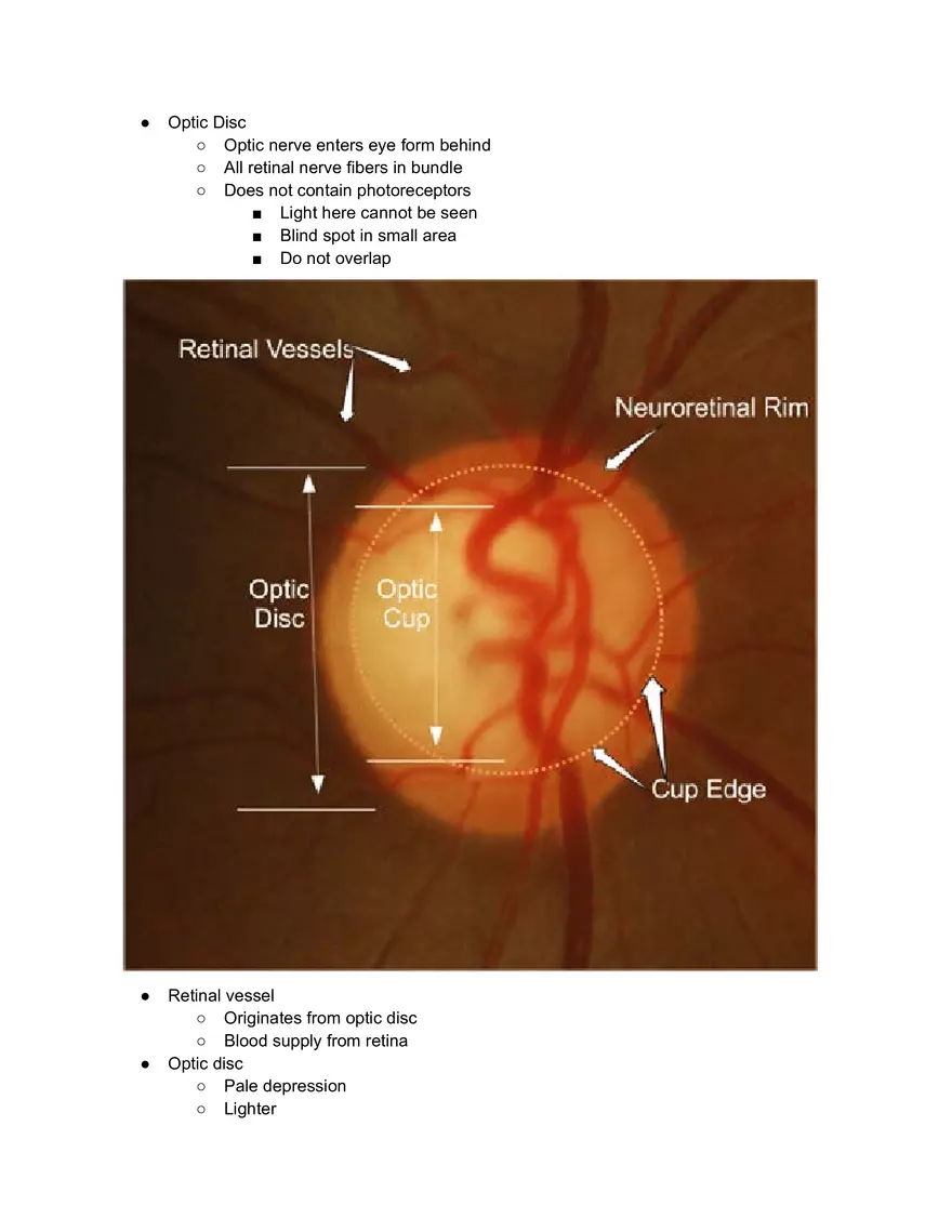Anatomy of Retina - Page 2