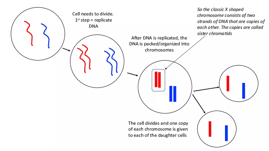 Chromosomes Presentation - Page 1