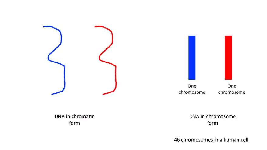 Chromosomes Presentation - Page 2