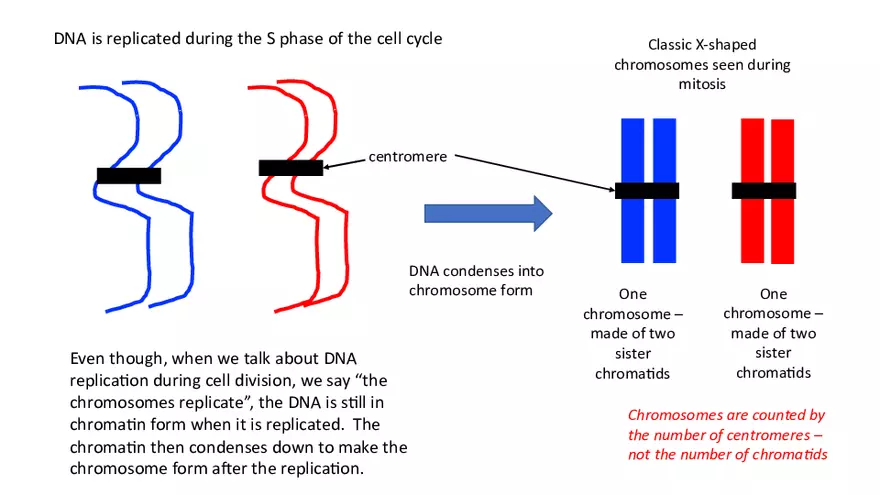 Chromosomes Presentation - Page 3
