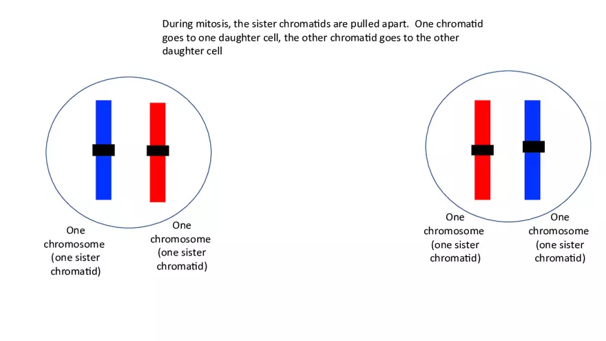 Chromosomes Presentation - Page 4