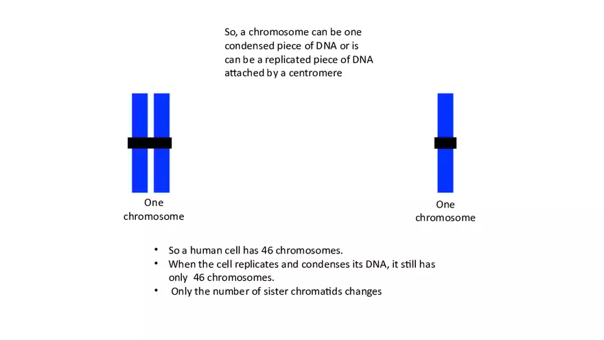 Chromosomes Presentation - Page 5
