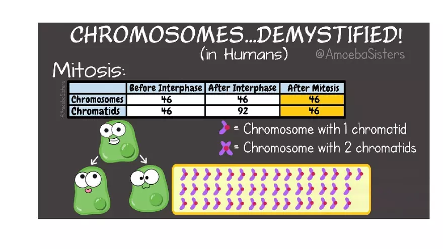 Chromosomes Presentation - Page 6