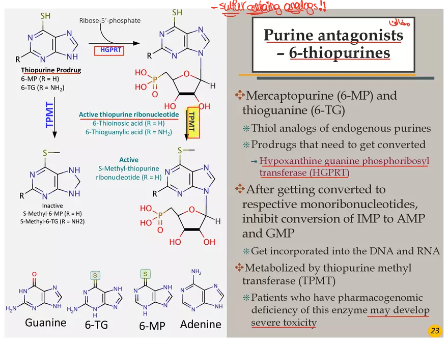 Colorectal Cancers Study Presentation - Page 12