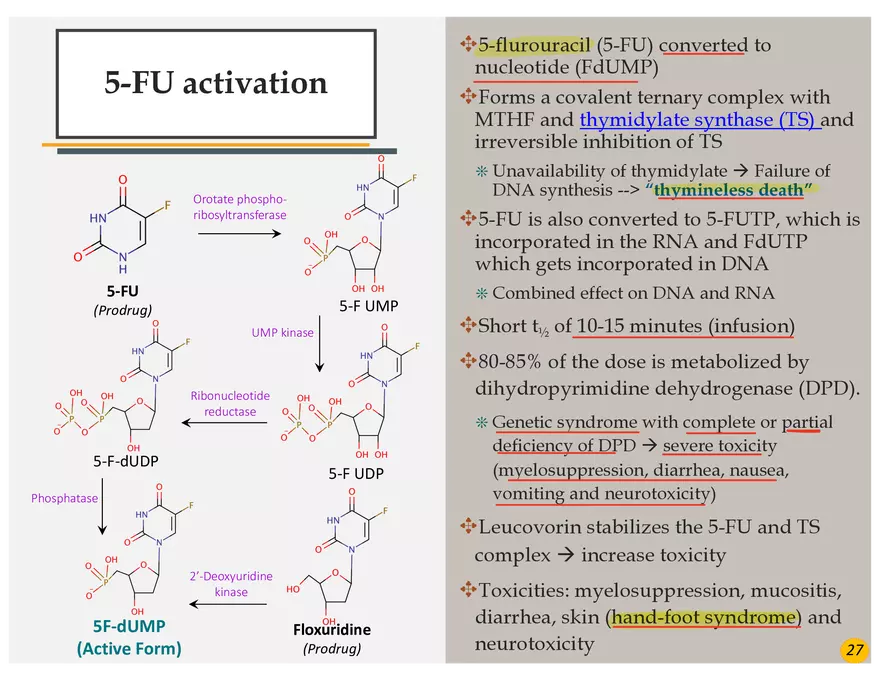 Colorectal Cancers Study Presentation - Page 17