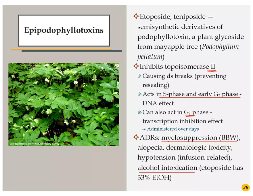 Colorectal Cancers Study Presentation - Page 29