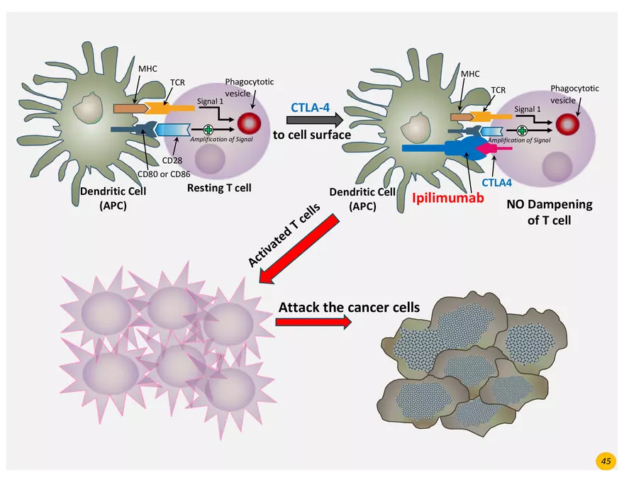 Colorectal Cancers Study Presentation - Page 37