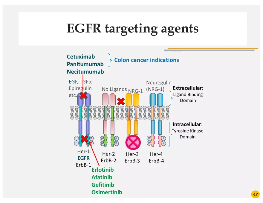 Colorectal Cancers Study Presentation - Page 40
