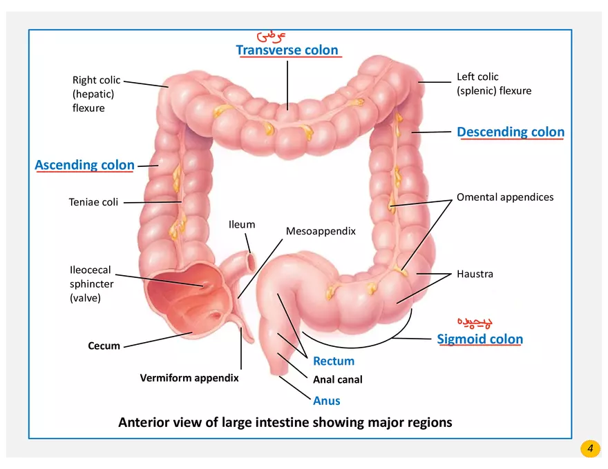 Colorectal Cancers Study Presentation - Page 2