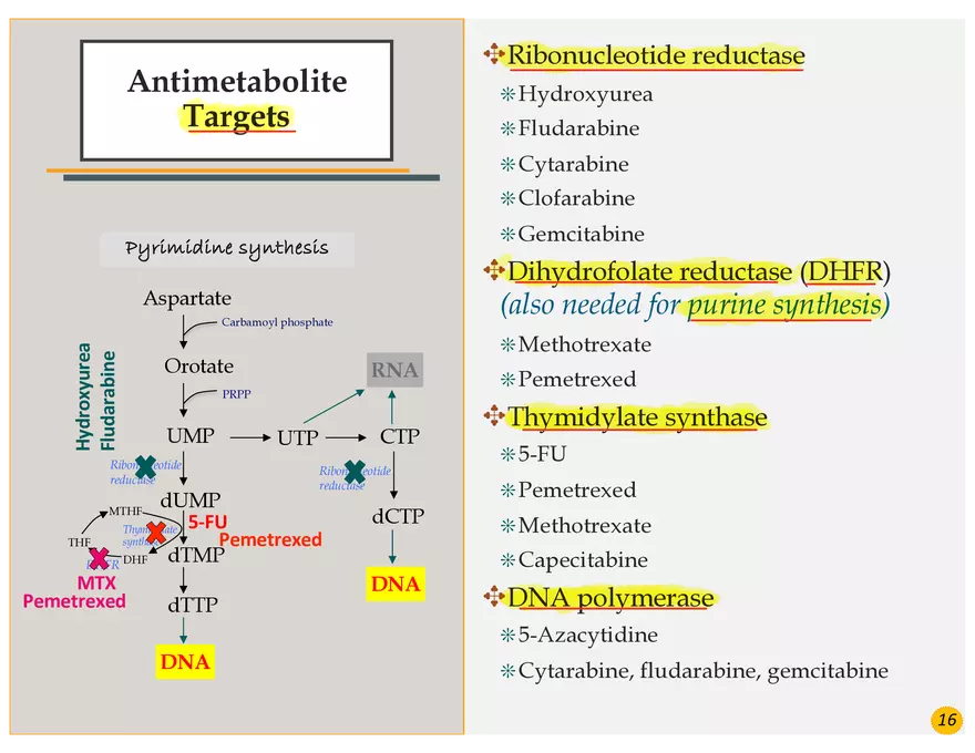 Colorectal Cancers Study Presentation - Page 4