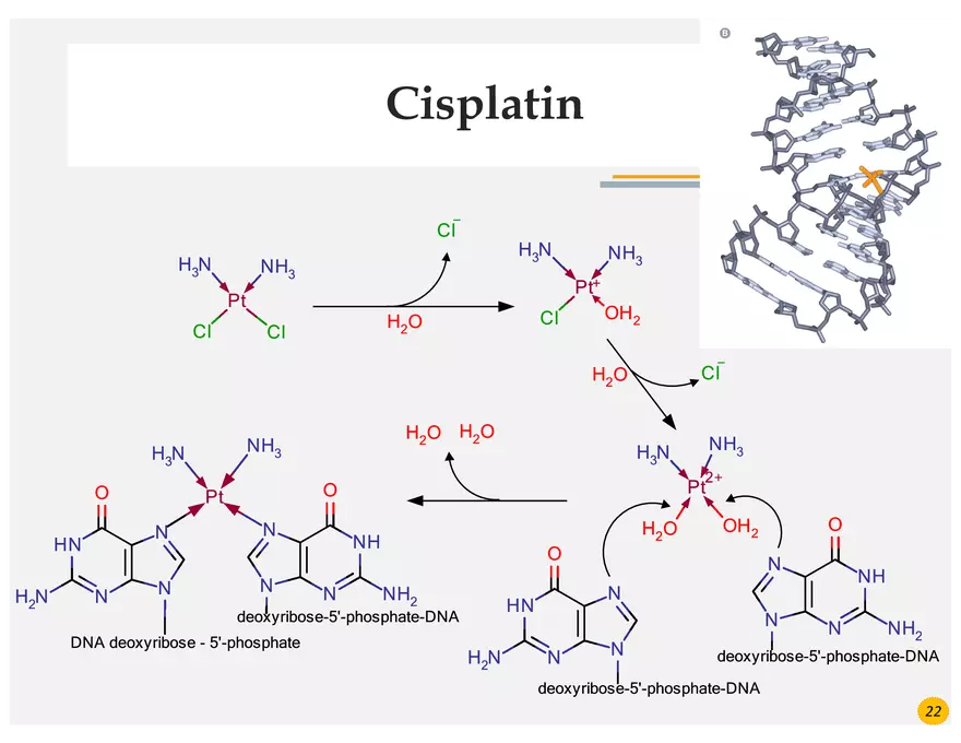 Lung Cancer Presentation - Page 7