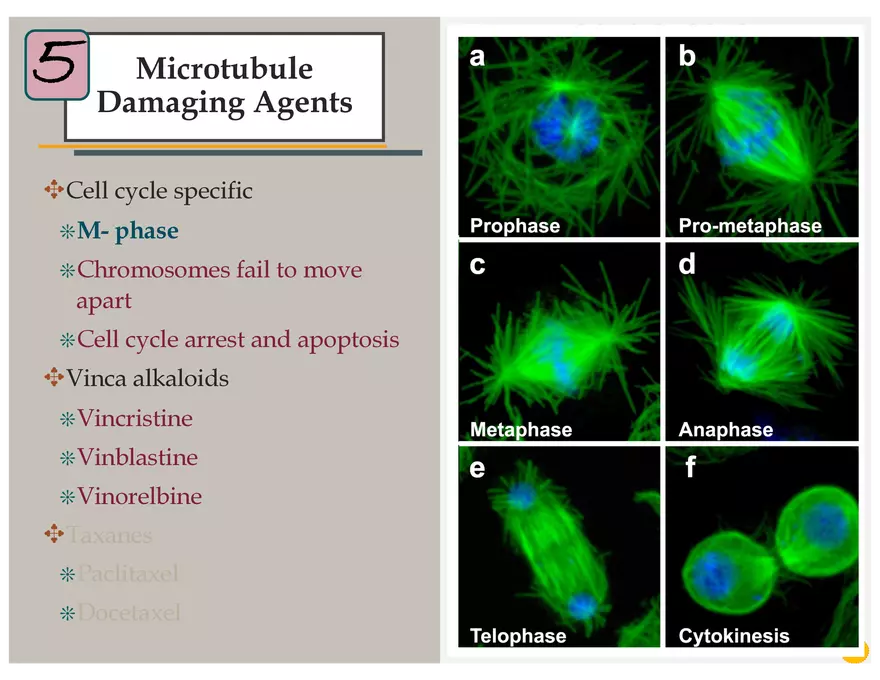 Lung Cancer Presentation - Page 14