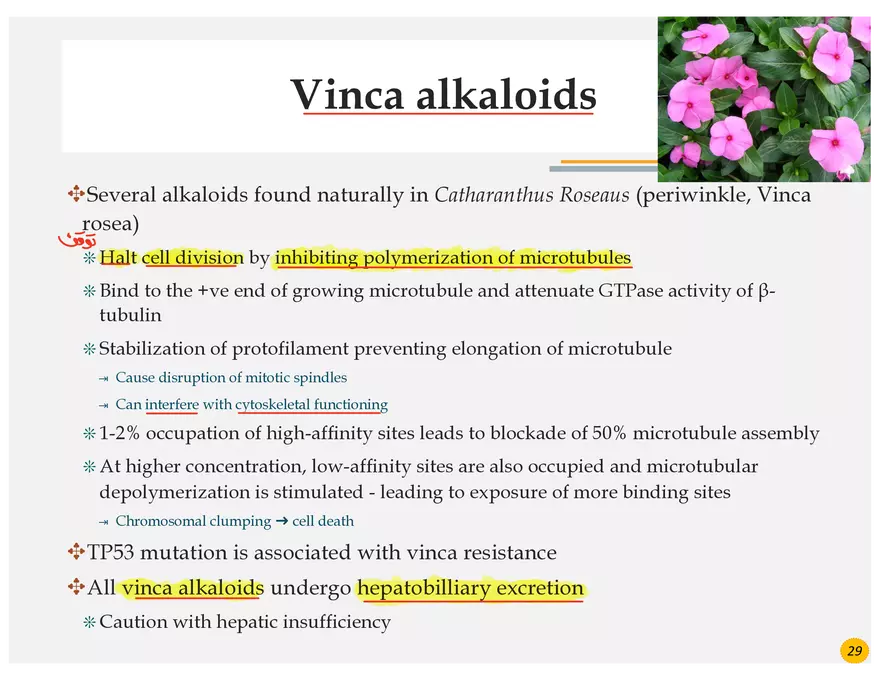 Lung Cancer Presentation - Page 15