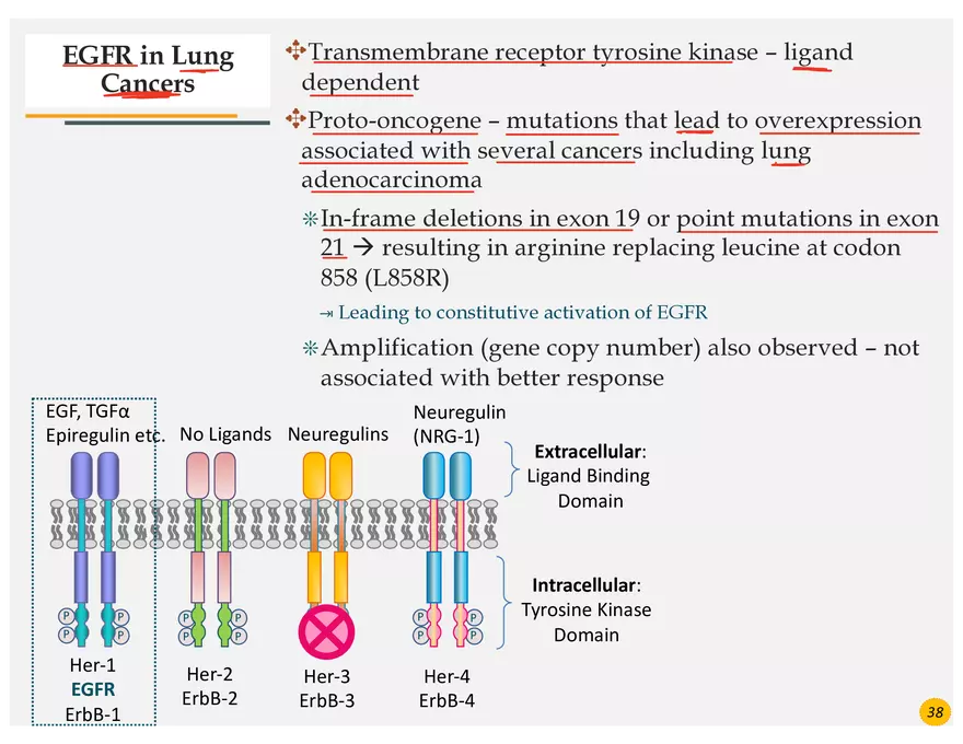 Lung Cancer Presentation - Page 25