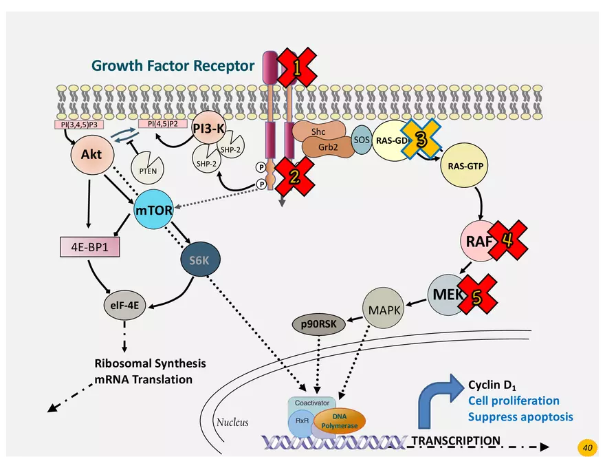 Lung Cancer Presentation - Page 27