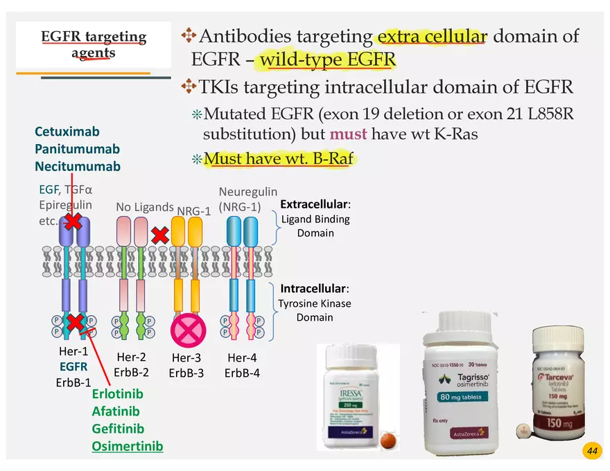 Lung Cancer Presentation - Page 31