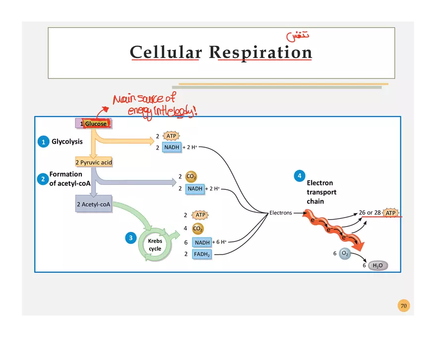 Pathophysiology: Cachexia - Page 8