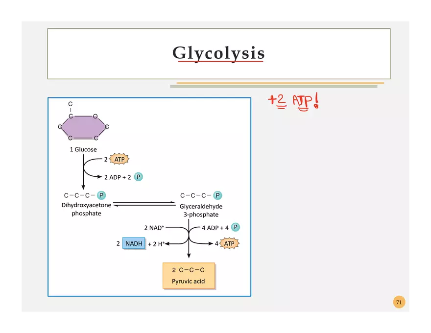 Pathophysiology: Cachexia - Page 9