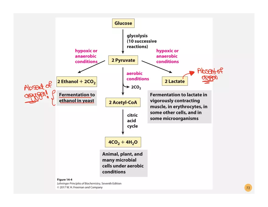 Pathophysiology: Cachexia - Page 10