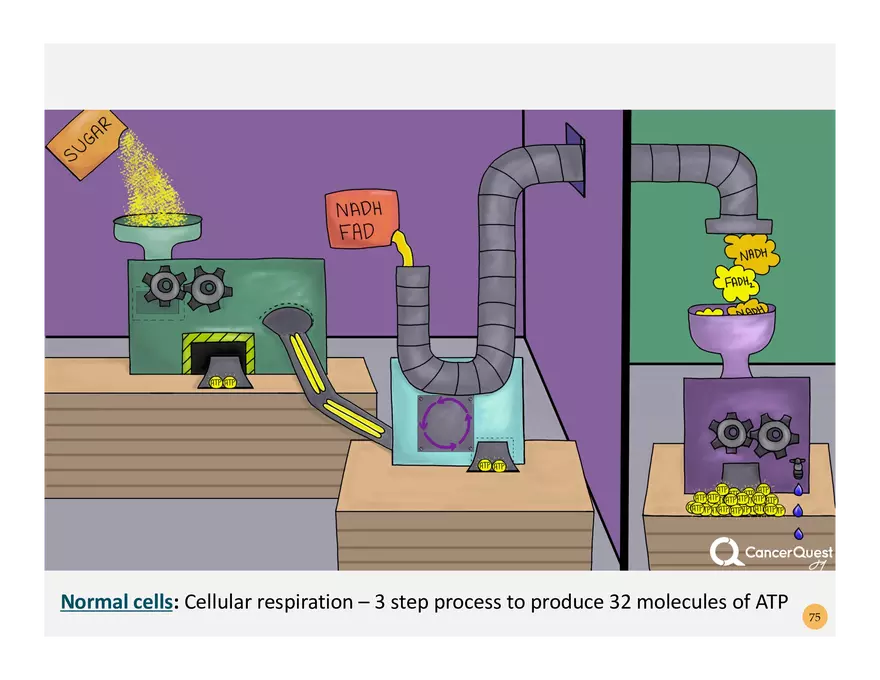 Pathophysiology: Cachexia - Page 13